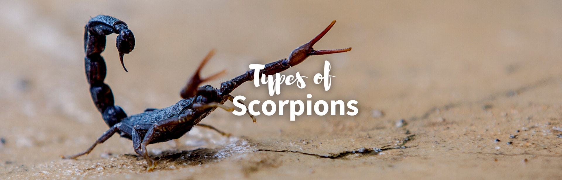The 35 Different Types Of Scorpions: Sting, Size & More