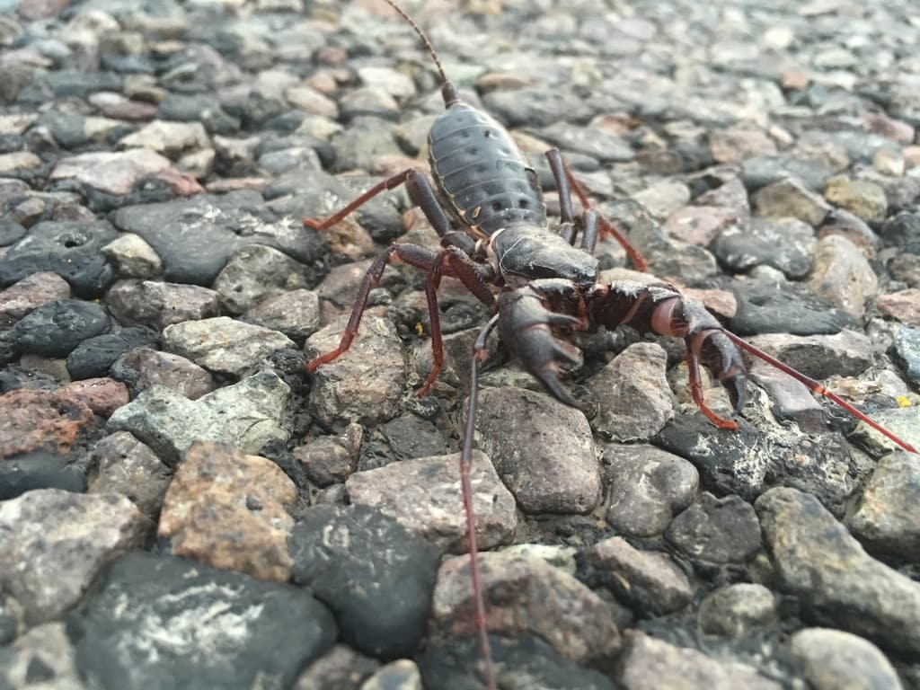 a giant whip scorpion standing on top of rocks