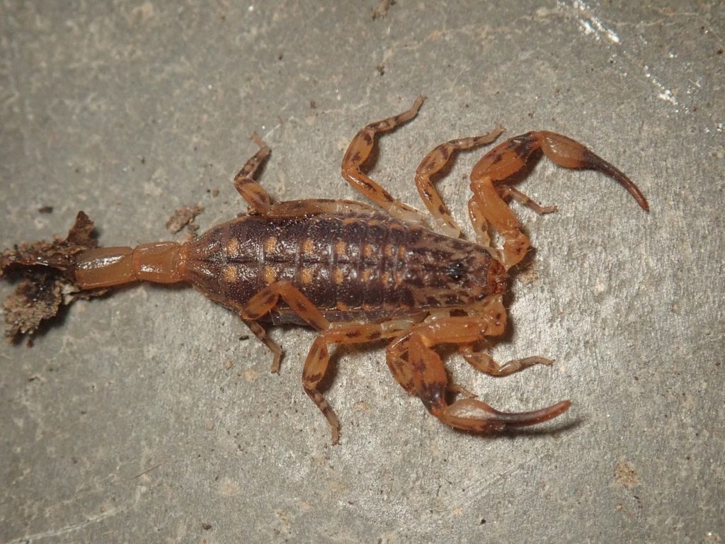 a lesser brown scoprion crawling on a gray cement floor