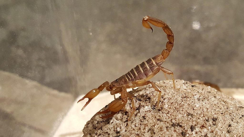a northern scorpion on top a a stone in a terrarium setting