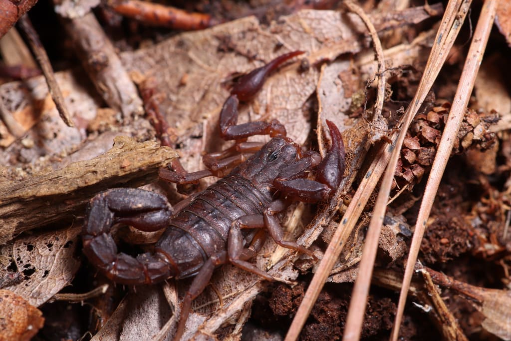 a Southern unstriped scorpion on top of  wood litter