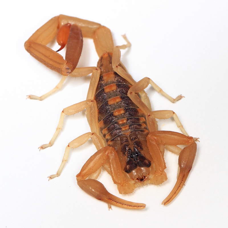 detailed image of a striped bark scorpion isolated on a white background