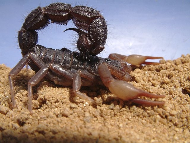 the Transvaal Fat-Tailed Scorpion or South African thick-tailed scorpion on a sandy ground in a terranium 
