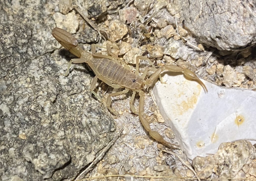 a yellow ground scorpion on the rocks in South Mountain Park Preserve, Phoenix, Arizona, USA