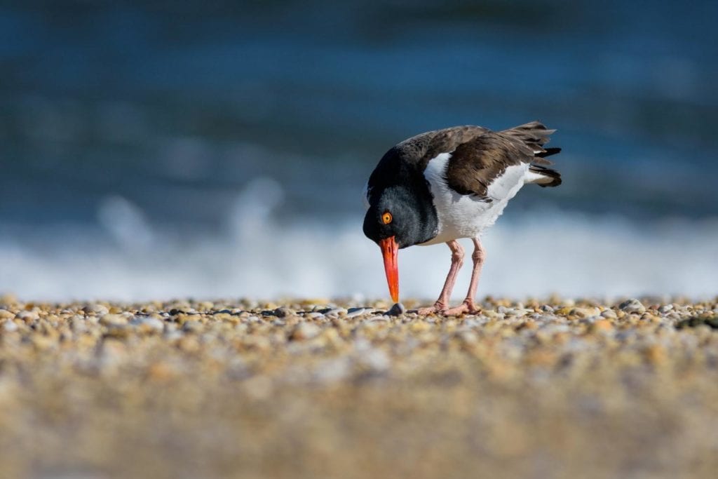 an American oystercatcher pecking in sand looking for food