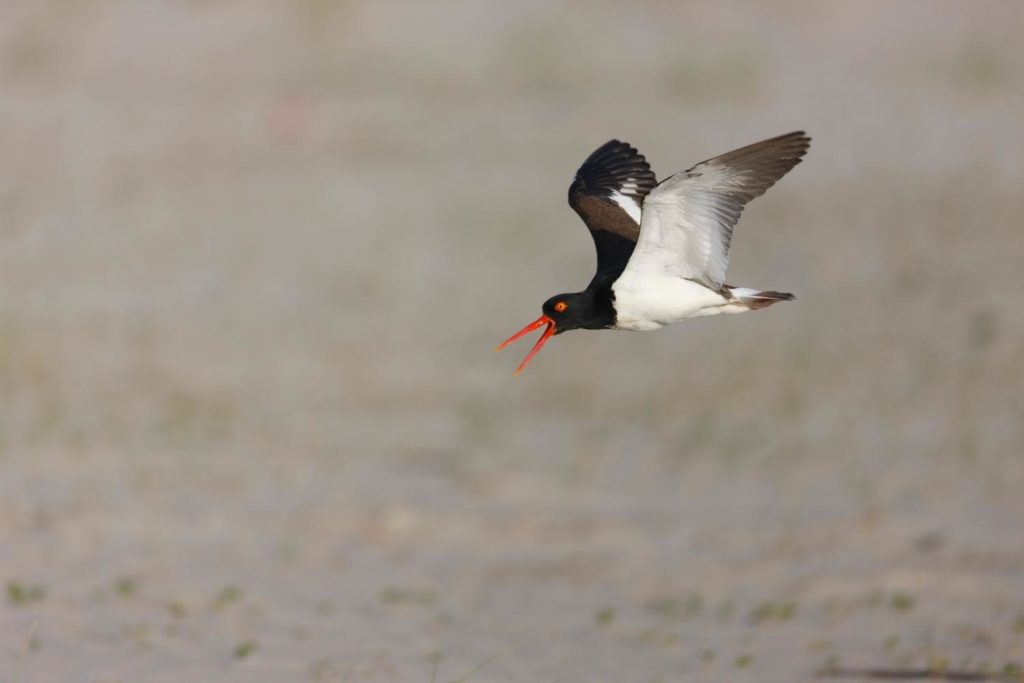 an American oystercatcher flying over the ocean