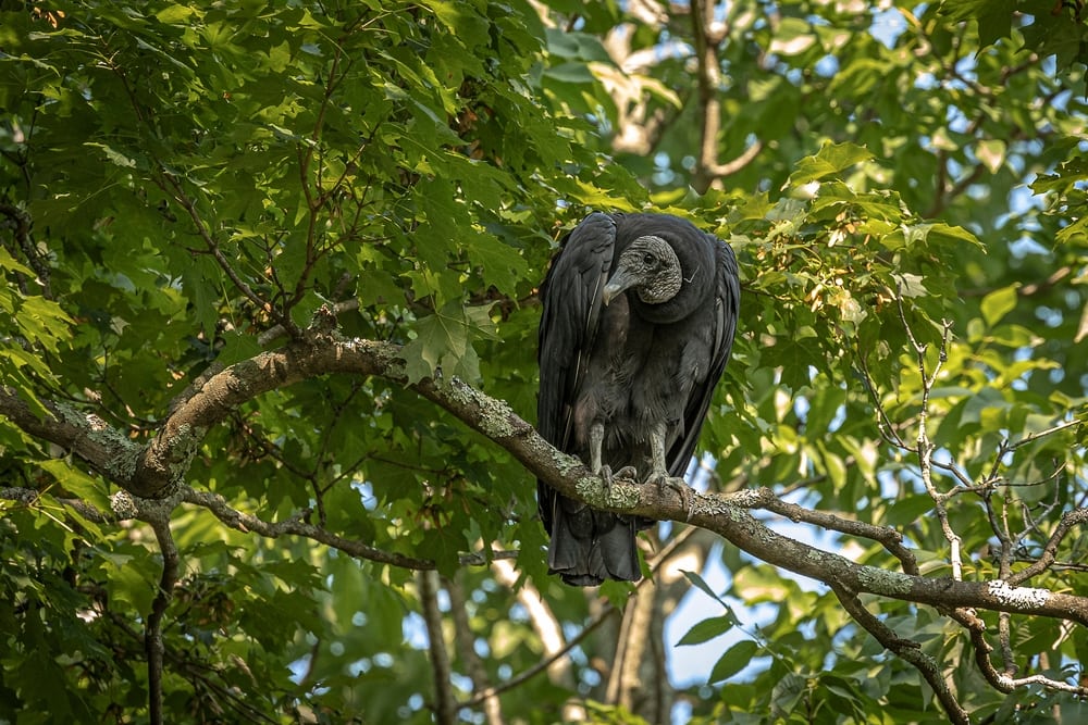a black vulture perched on a tree
