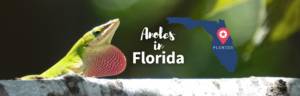 Anoles in Florida featured image