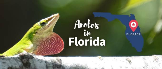 Anoles in Florida featured image