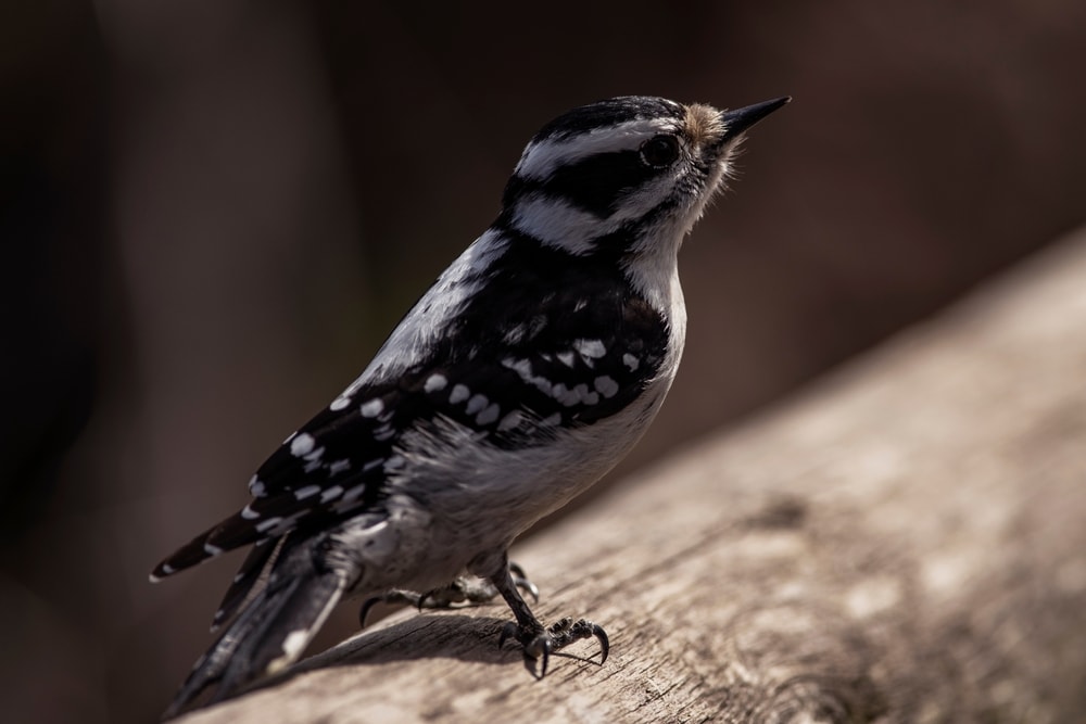 Downy Woodpecker (Picoides pubescens) standing on think rounded wood