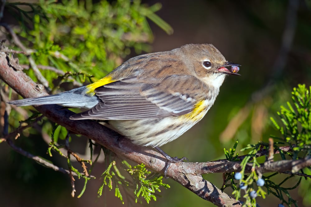 Yellow-rumped Warbler (Setophaga coronate) with pea on its mouth