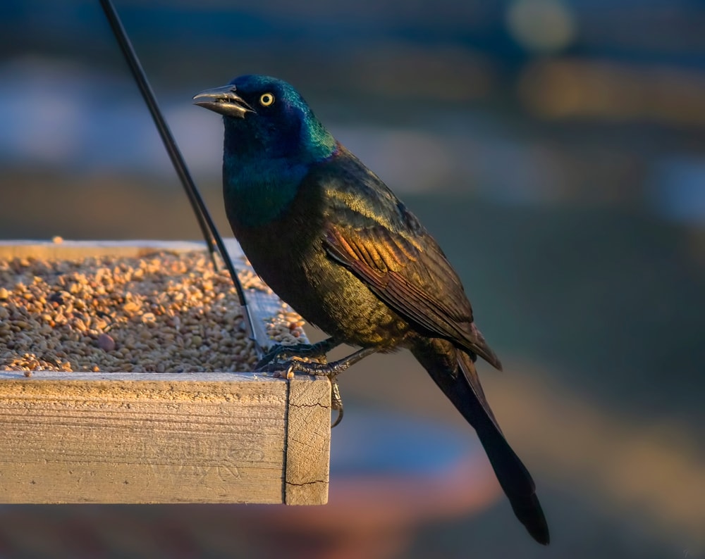 Common Grackle (Quiscalus quiscula) standing on its tray of food