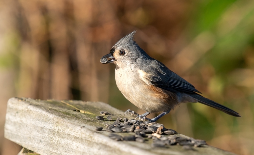 Tufted titmice (Baeolophus bicolor) standing on a wood