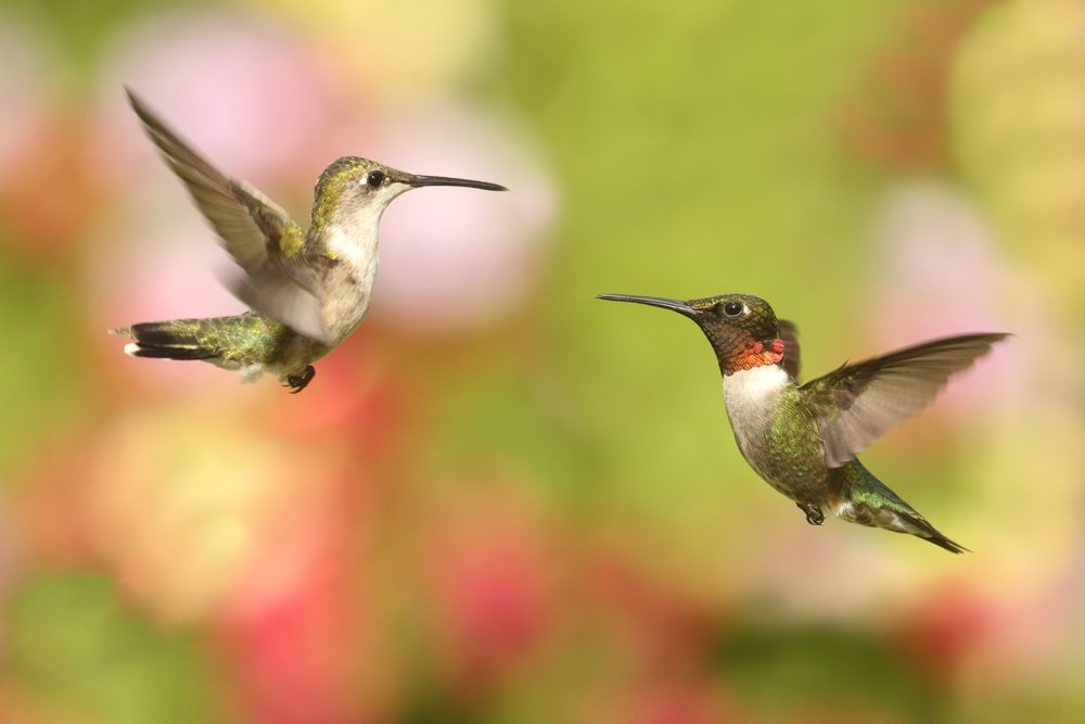 Ruby-throated hummingbird (Archilochus colubris) fighting each other