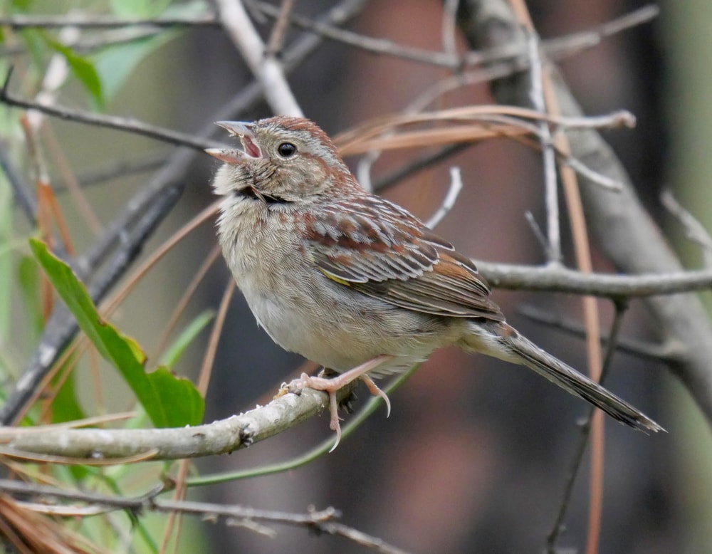Bachman’s sparrow (Peucaea aestivalis) standing in lots of thin wood