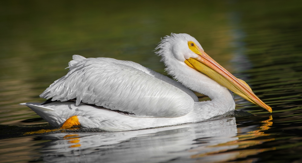 White Pelican (Pelecanus erythrorhynchos) swimming on a pond