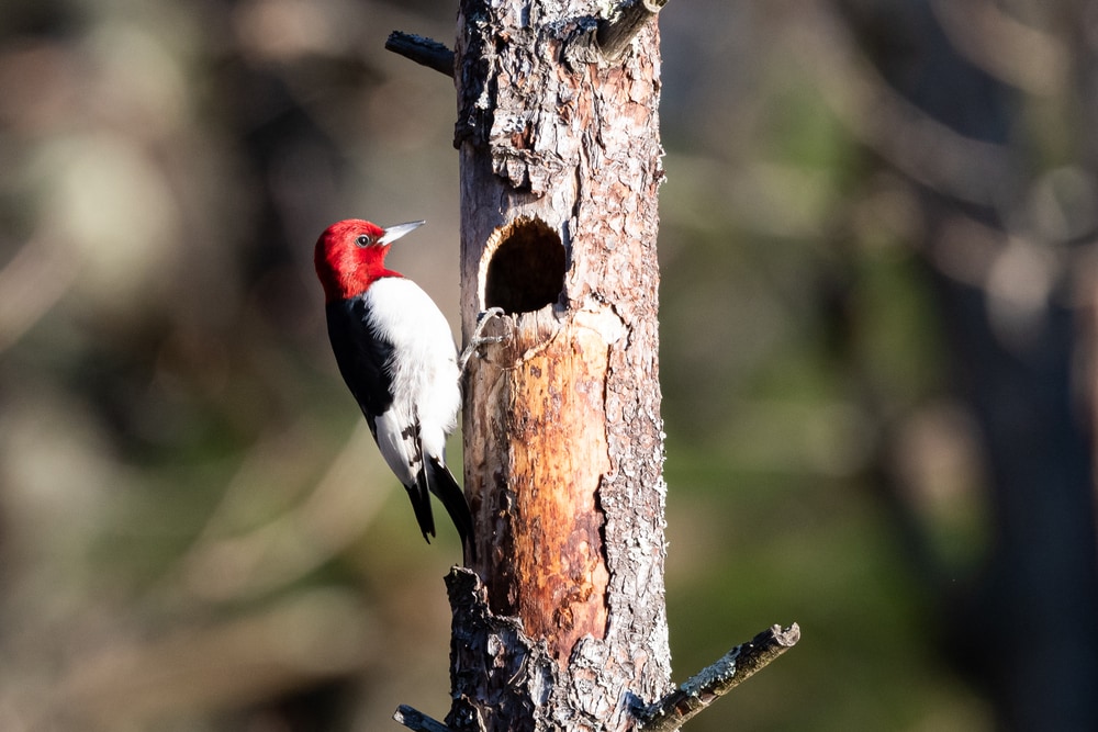 Red-Headed Woodpeckers (Melanerpes erythrocephalus) holding to its entrance
