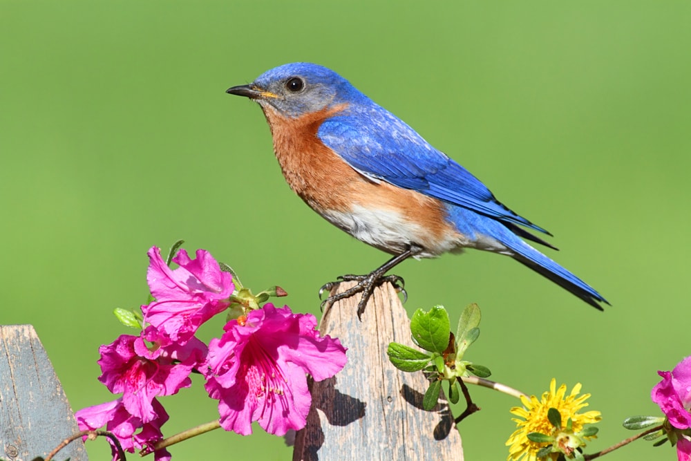 Eastern bluebird (Sialia sialis) standing in a planted orchids