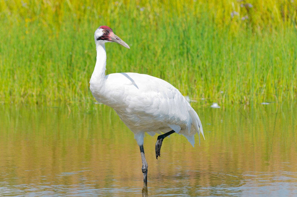 Whooping crane (Grus americana) standing in waters with one foot