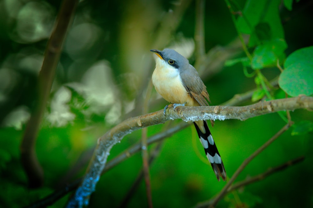 Mangrove Cuckoo (Coccyzus minor) in the middle of a forest