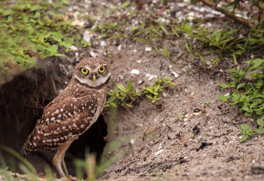 Burrowing Owl (Athene cunicularia) looking at the camera
