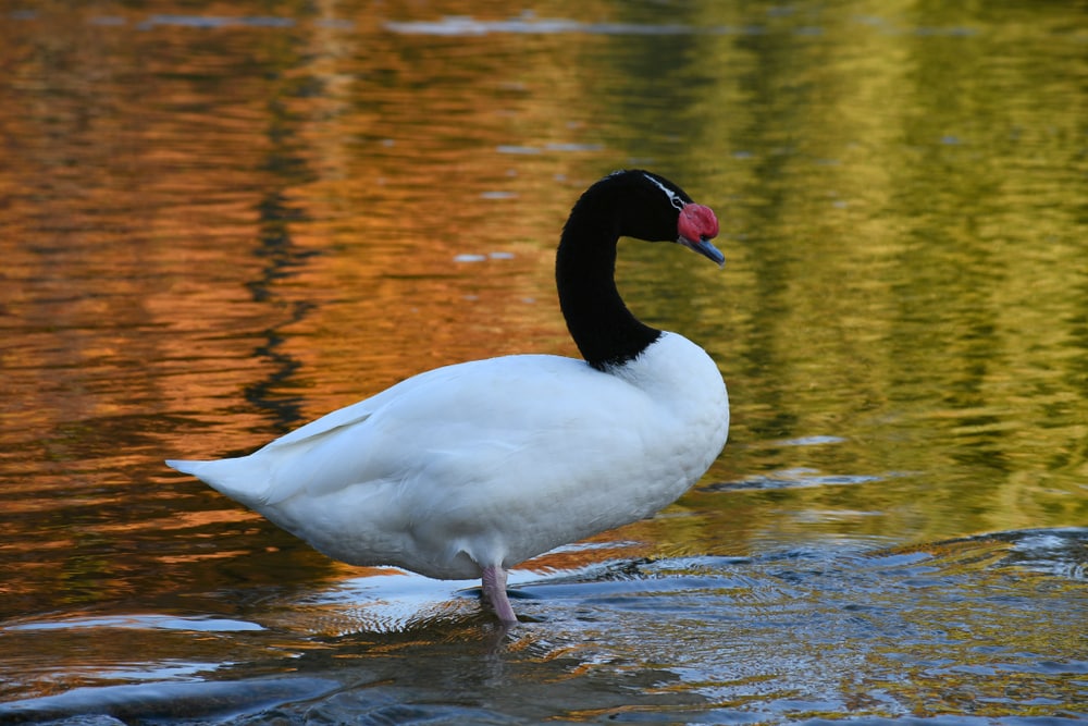 Black-necked swans (Cygnus melancoryphus) standing on water