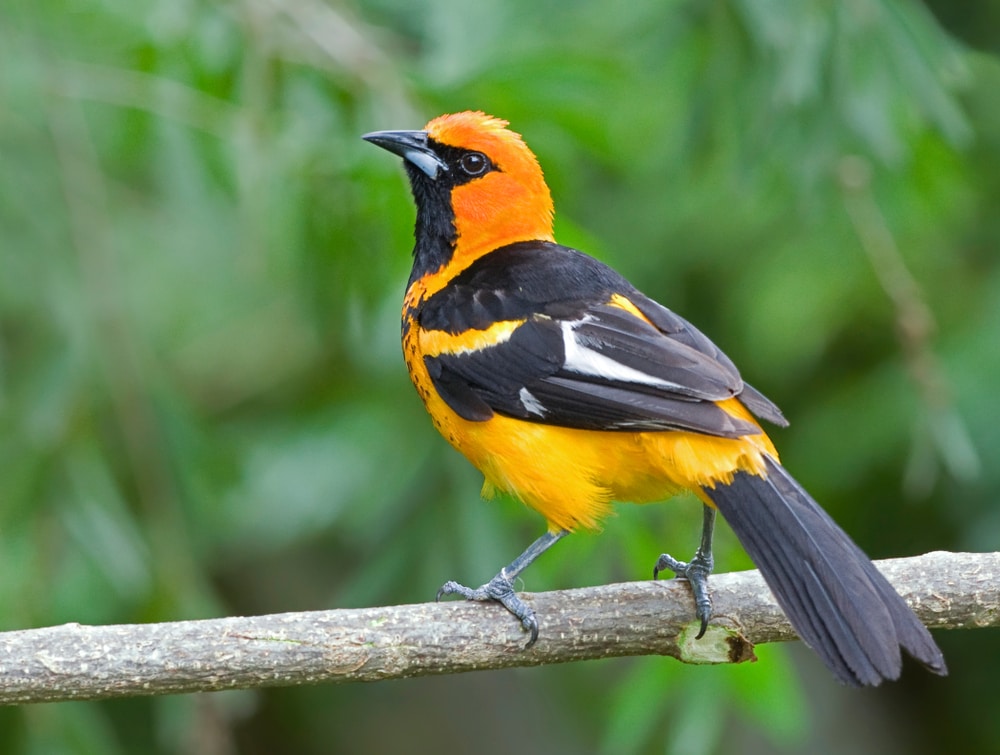 Spot-breasted Oriole (Icterus pectoralis) standing on a thin wood