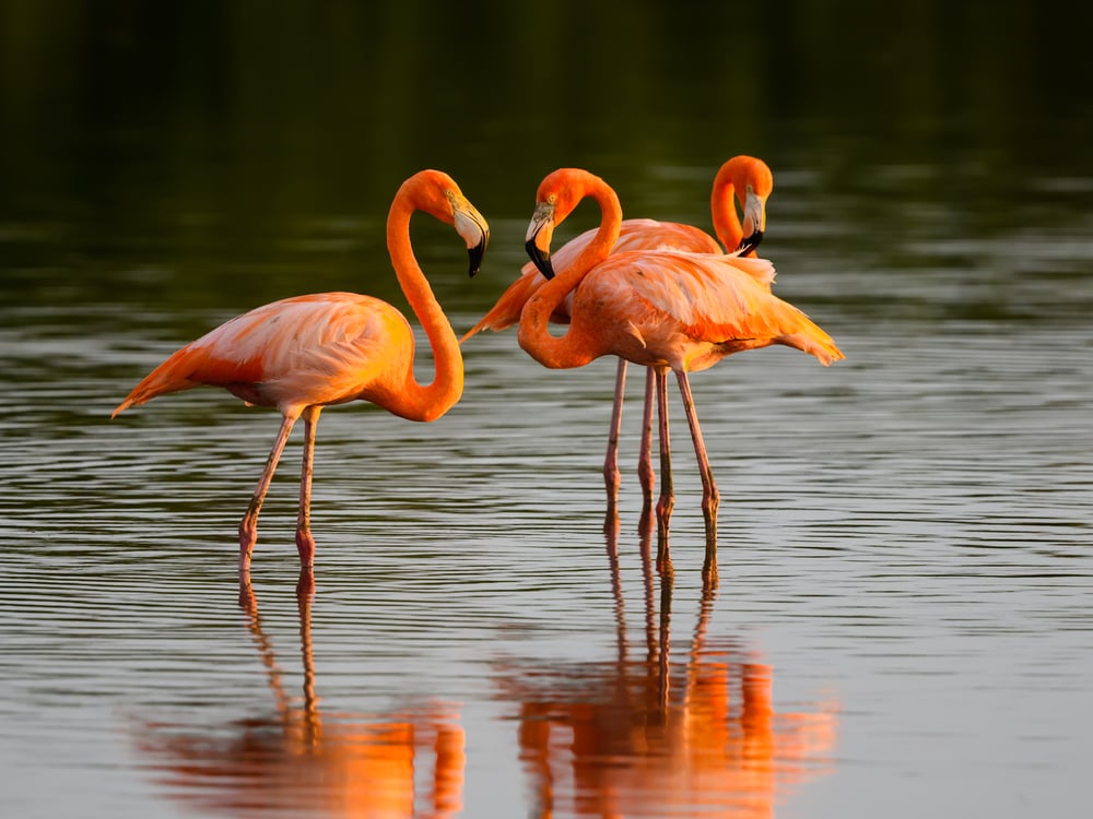 American Flamingo (Phoenicopterus ruber) playing on a pond