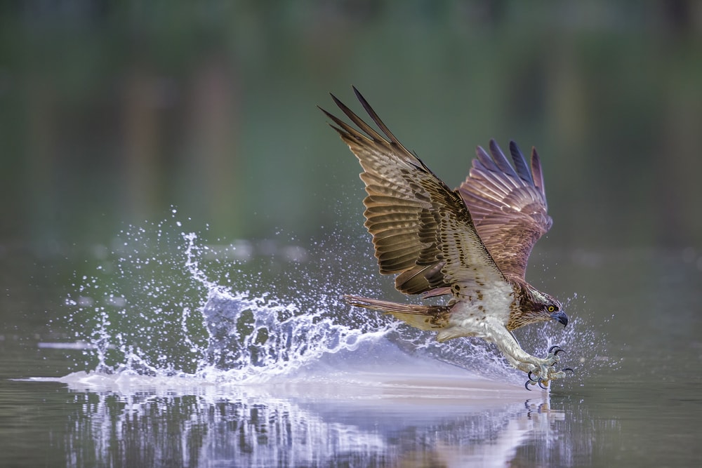 Osprey (Pandion haliaetus) landing on waters