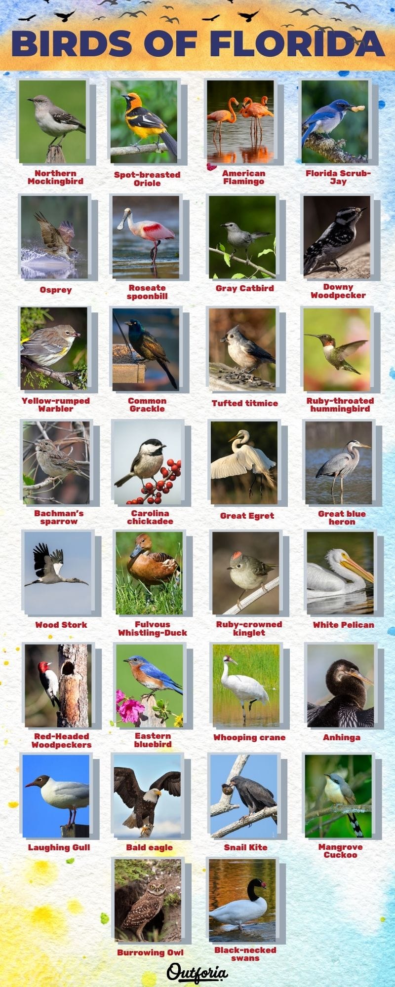 Chart of different birds of florida