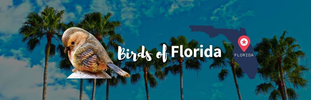Birds of Florida featured image
