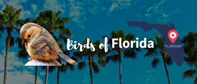 Birds of Florida featured image