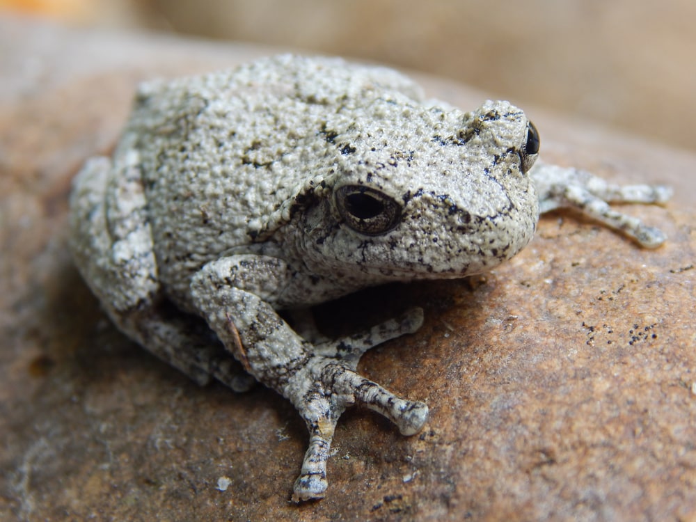 Cope’s Gray Tree Frog holding on a rusty metal