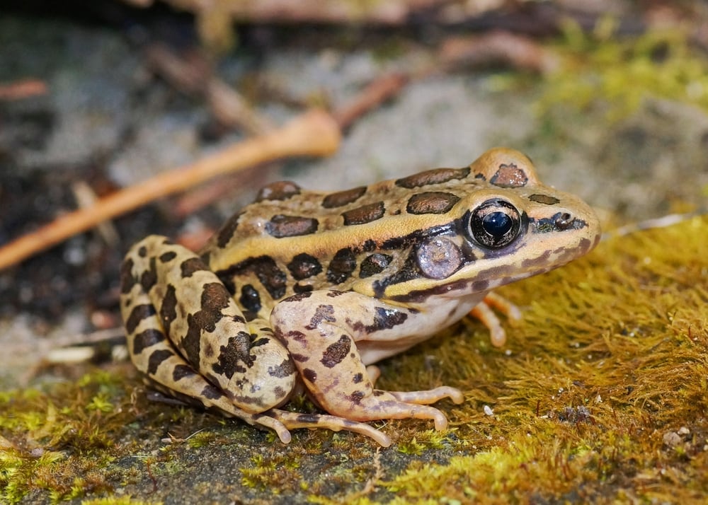 Pickerel Frog standing on a yellow moss