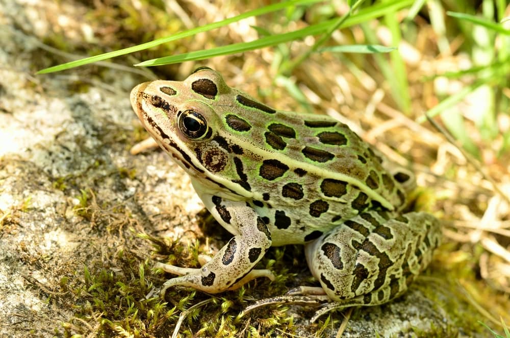 Northern Leopard Frog standing on a stone in daylight