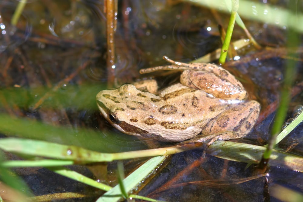 Western Chorus Frog swimming on a swamp
