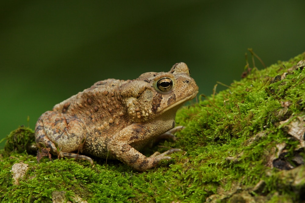 Eastern American Toad standing on a moss
