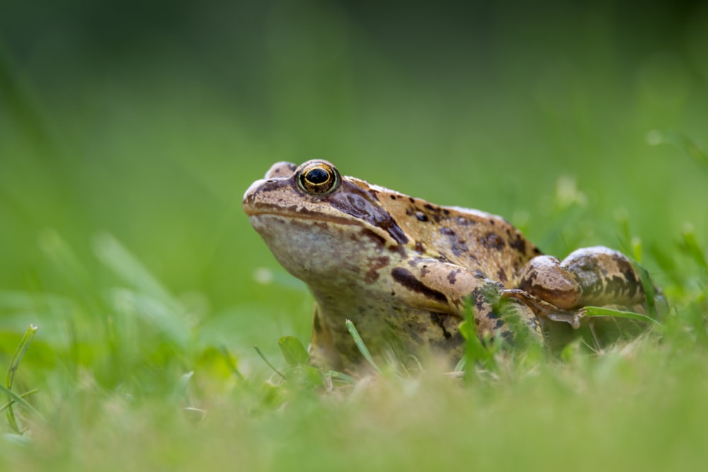 Frog standing on a grass