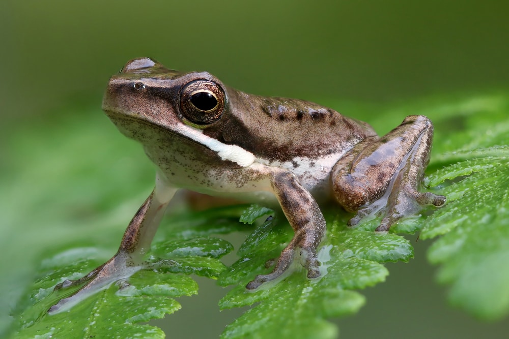 Frog sitting on a thin leaf