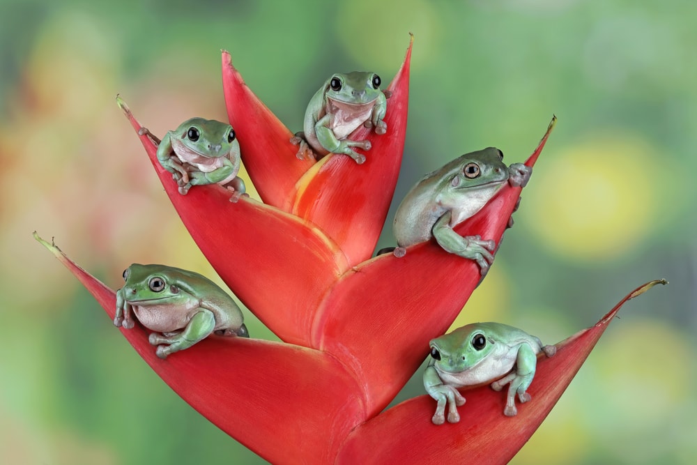 Five frogs sitting inside a flower