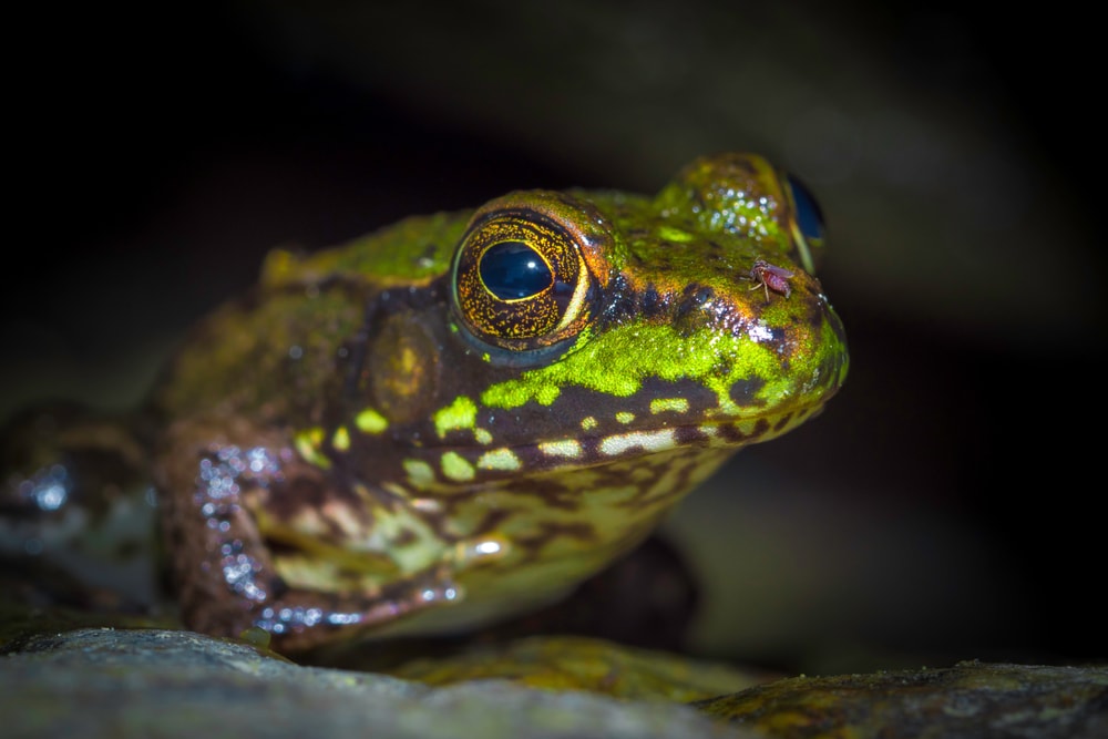 Close up photo of Mink Frog (Lithobates septentrionalis)