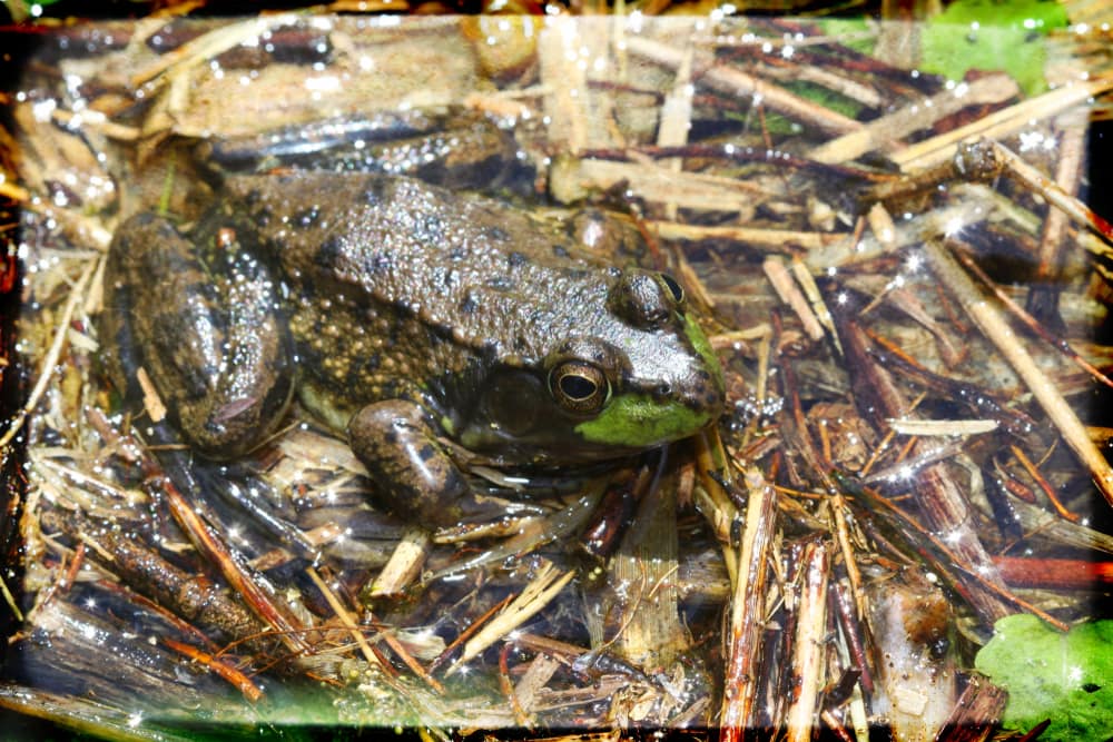 Mink Frog (Lithobates septentrionalis) swimming with dry leaves