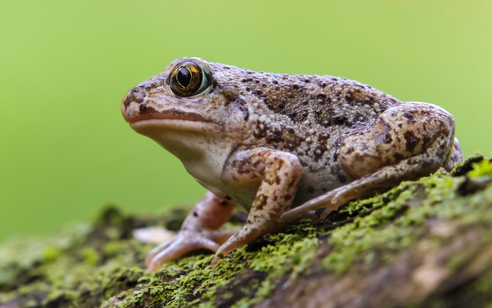 Toad sitting on a branch of tree