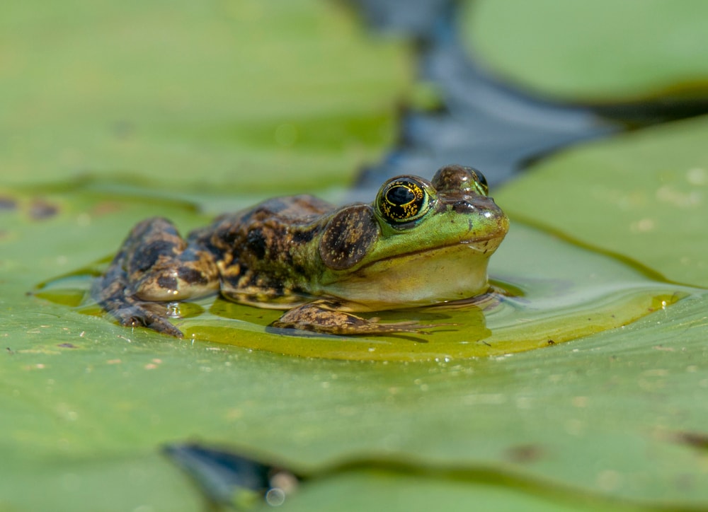 Mink Frog sitting on a water lily