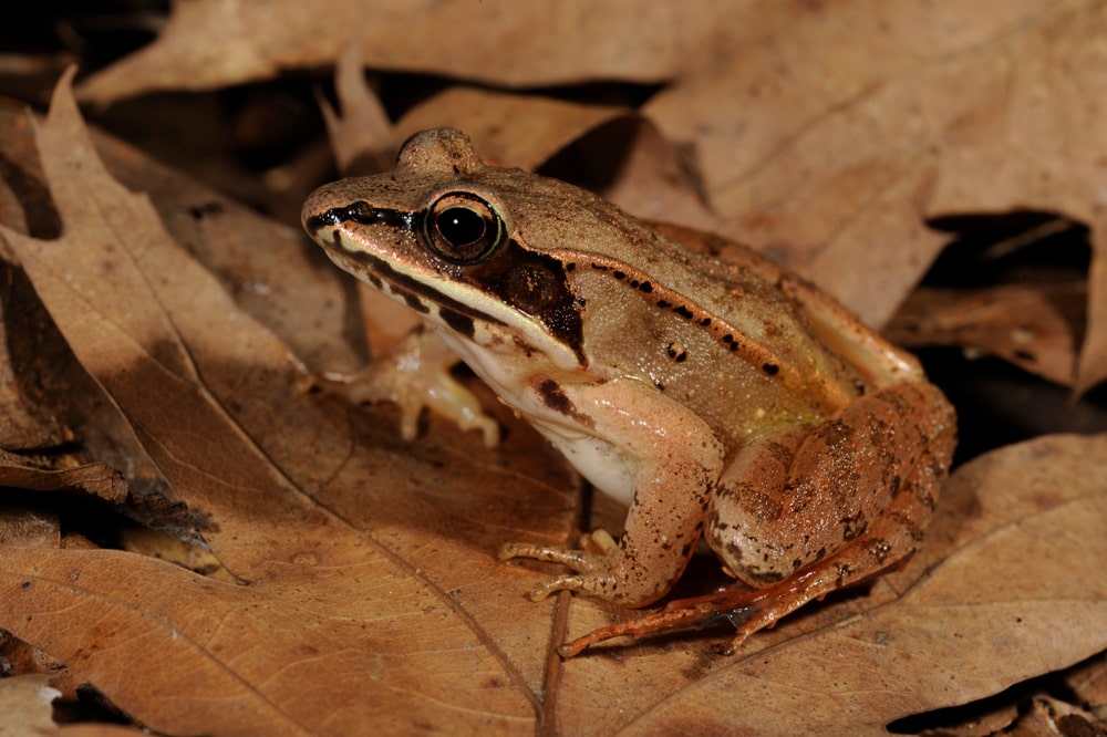 Wood Frog sitting on a dry leaf