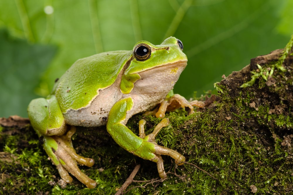 Green Frog holding on a tree