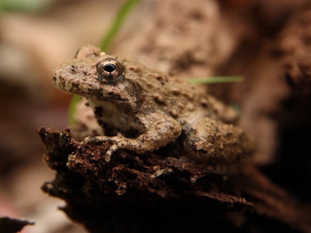Blanchard’s Cricket Frog camouflaged in a wood
