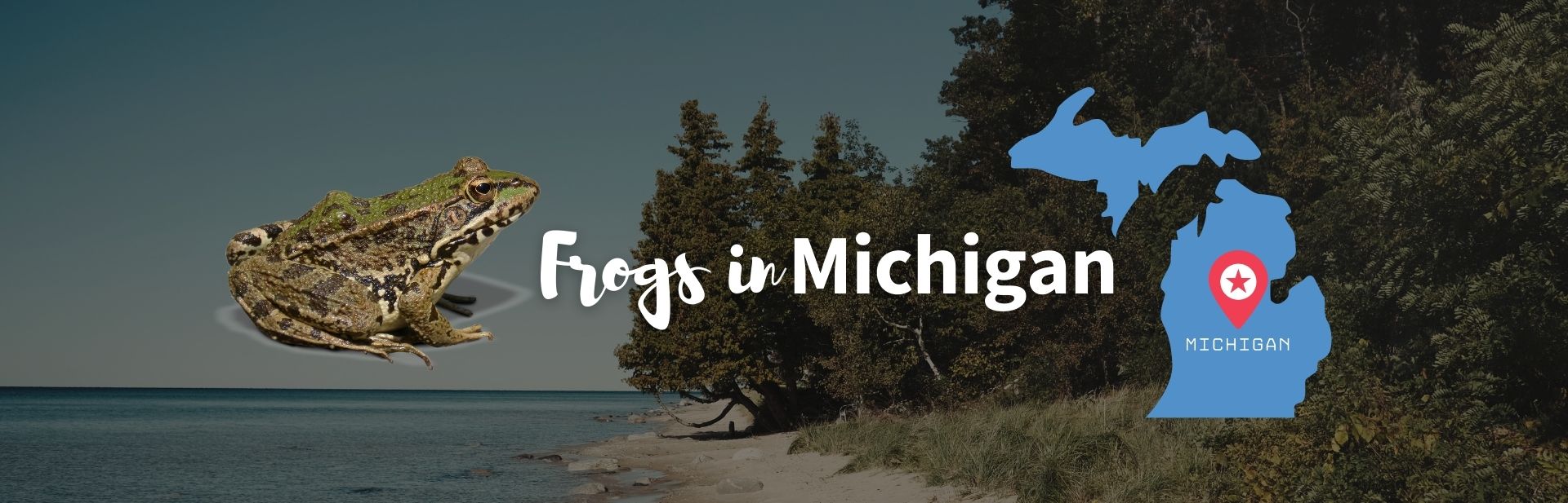 14 Frogs of Michigan: ID Guide with Photos and Calls