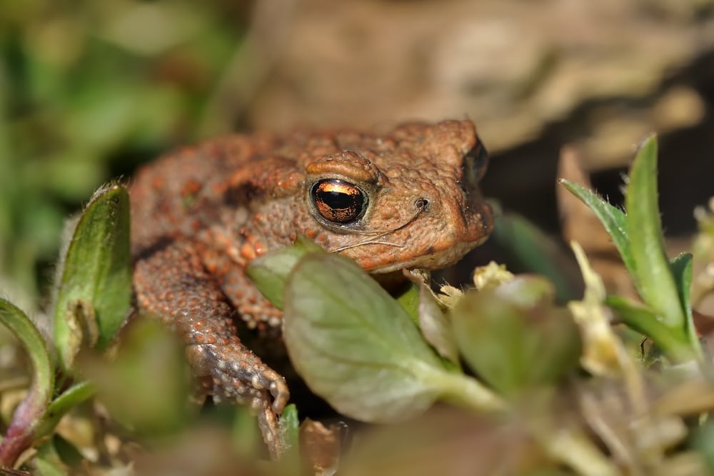 Wood Frog (Lithobates sylvatica) hiding on a little bush