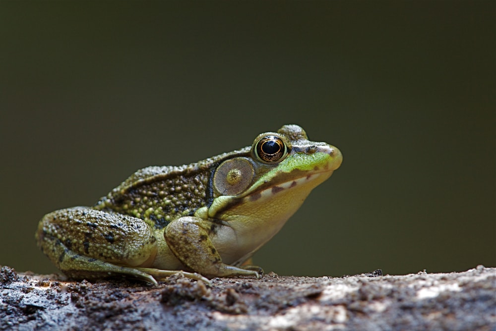 Green Frog (Lithobates clamitans) sitting on a branch of tree